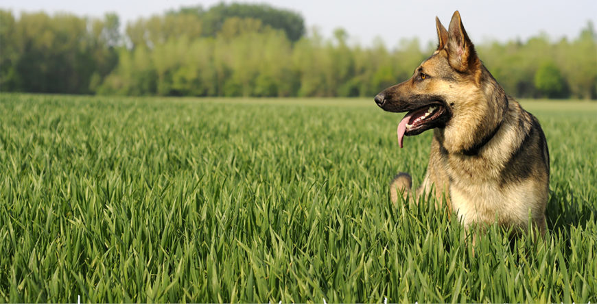 degenerative myelopathy treatment for dogs