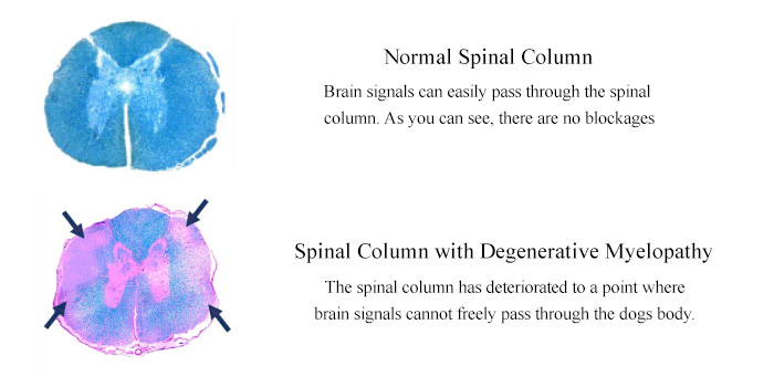 Degenerative Myelopathy In Dogs Degenerative Myelopathy In Dogs