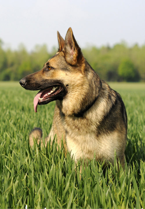 degenerative myelopathy