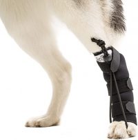 dog brace for degenerative myelopathy